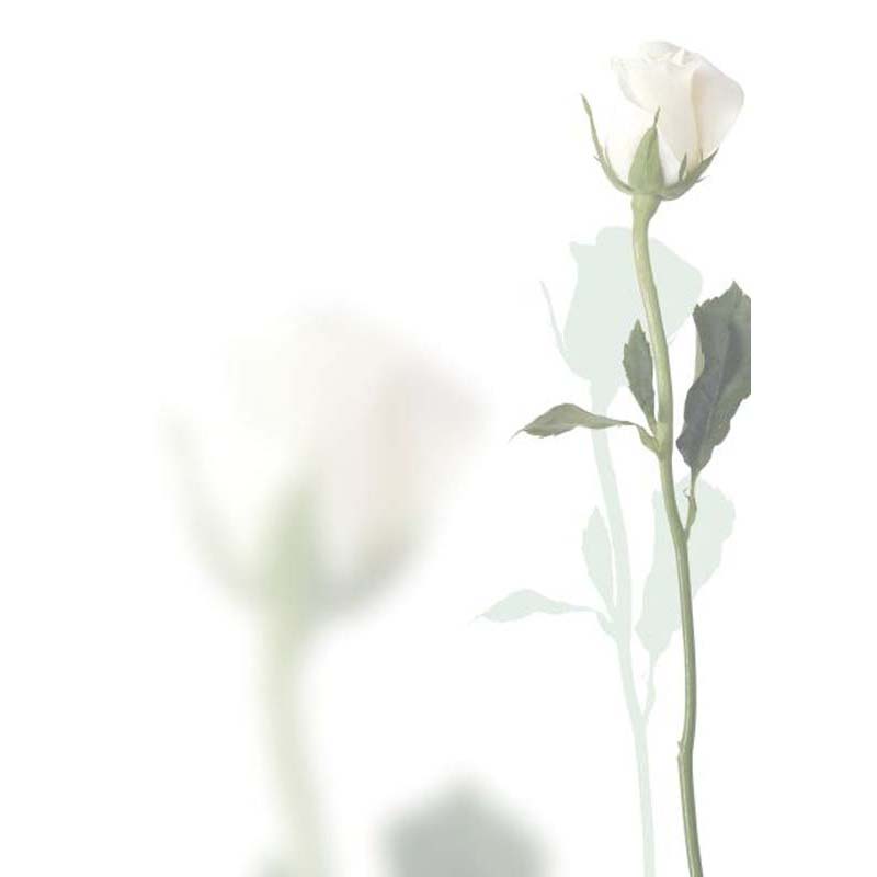 Artoz levélpapír A4 100gr white rose